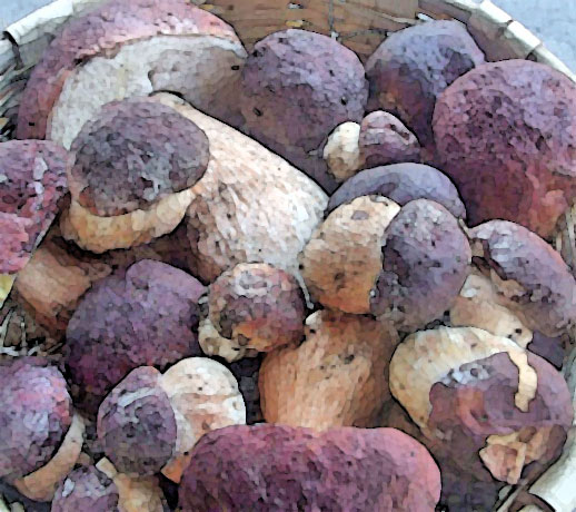 funghi di Borgo Val di Taro